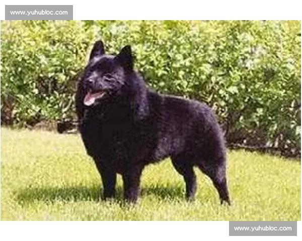 穆勒警示：奥克兰城不可小觑，对手必将全力应战